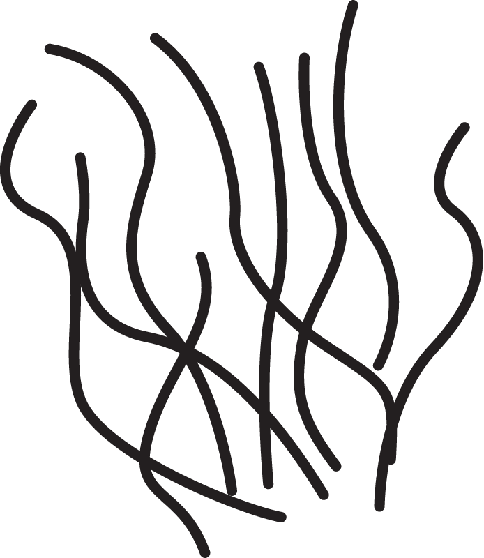 Lyngbya Majuscula