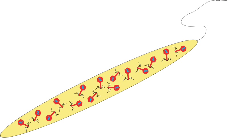 Infected Bacterium