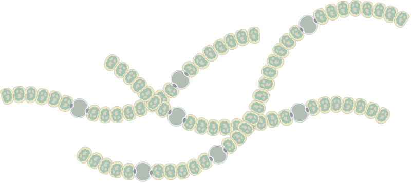Anabaena