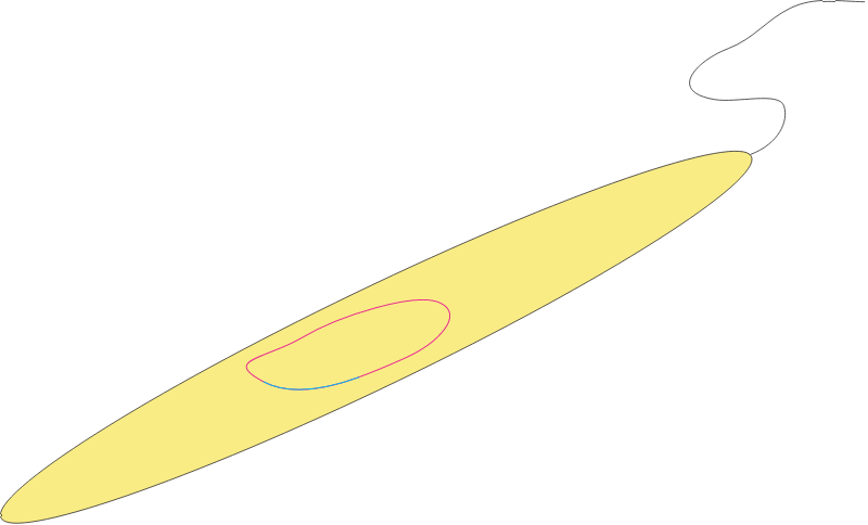 Bacterium with Prophage