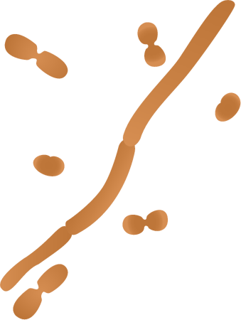 Acinetobacter Spp Bacteria
