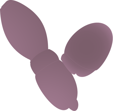 Jannaschia Spp