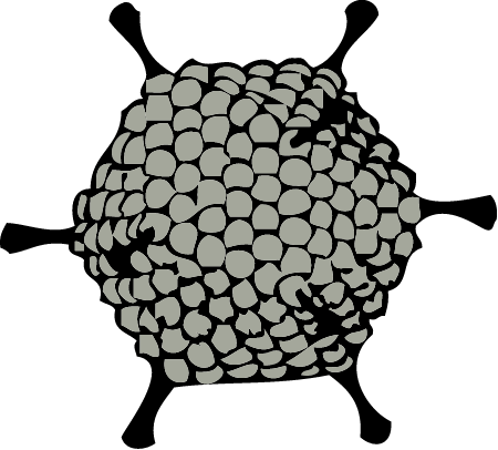 Adenovirus