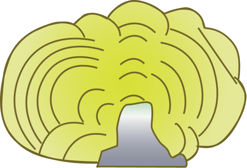 Peacock's Tail (Padina)