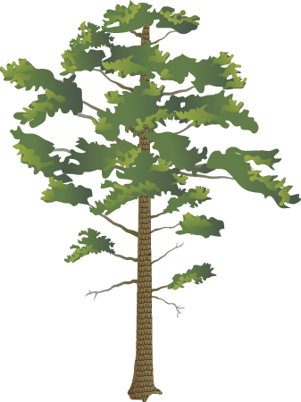 Pitch Pine (Pinus Rigidus)