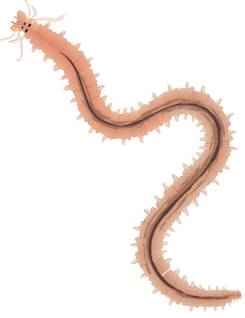 Polychaete with White Bristles