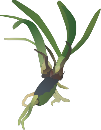Posidonia Oceanica Seedling