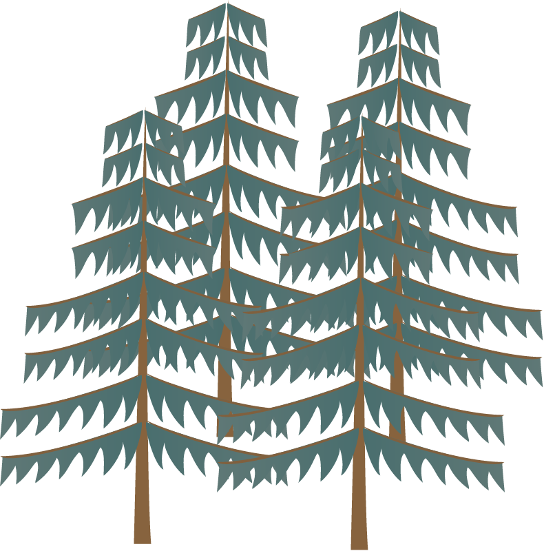 Pine Plantation