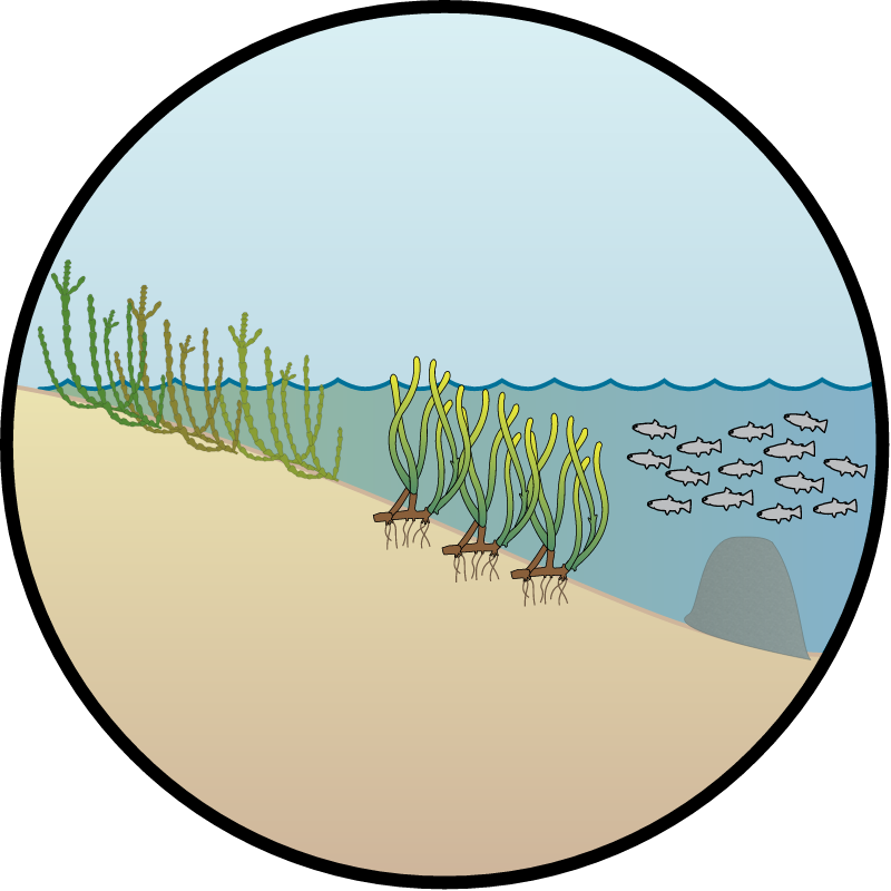 Habitat Management