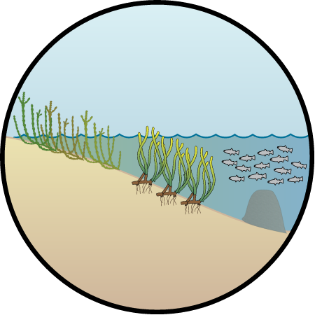 Habitat Management