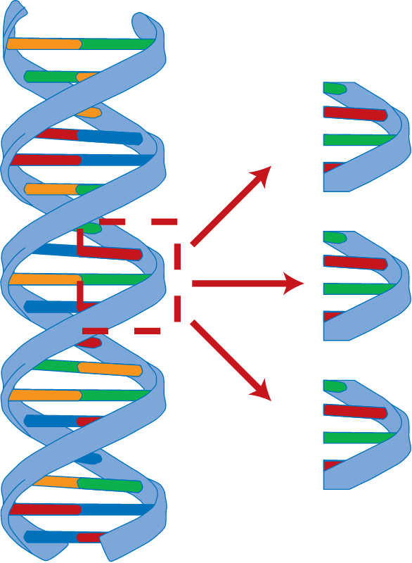 DNA Amplification of Sequence