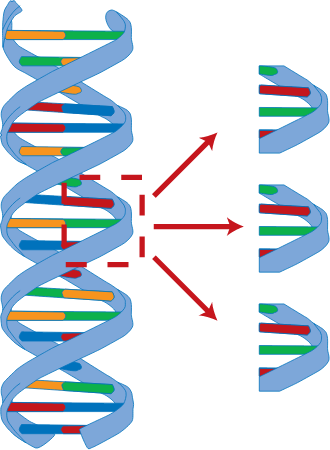 DNA Amplification of Sequence