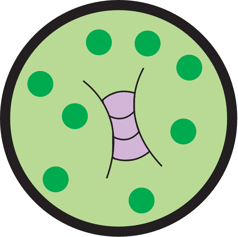 Concentration High Phytoplankton