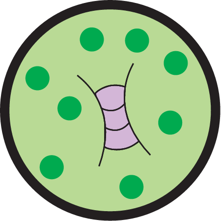 Concentration High Phytoplankton