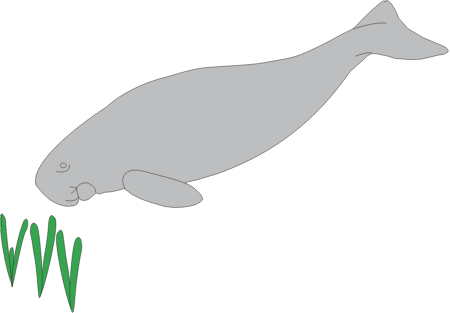 Grazing Dugong