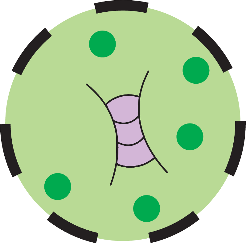 Concentration Intermittent Phytoplankton