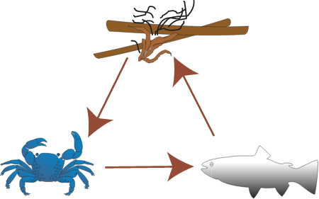 Food Webs Detrital