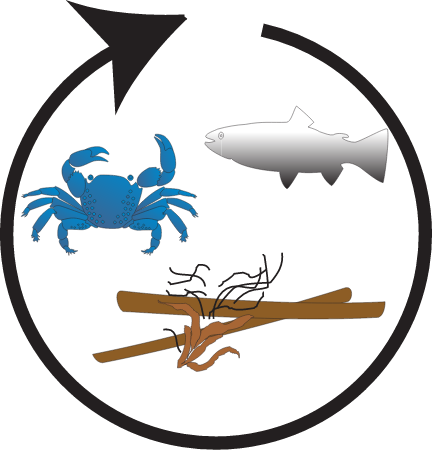 Food Webs Detrital