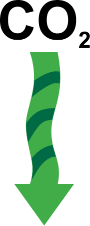 Process Primary Production