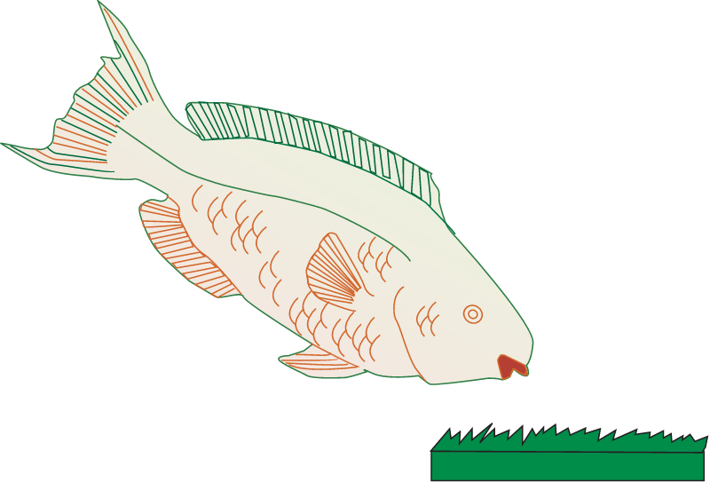 Grazing Reef Fish