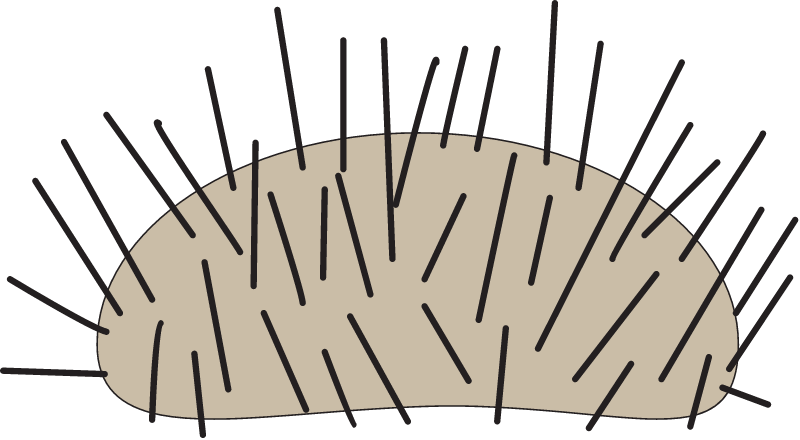 Grazing Urchin