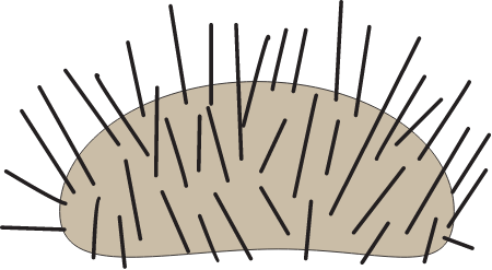 Grazing Urchin