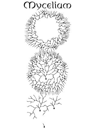 Mycelium Growth Diagram