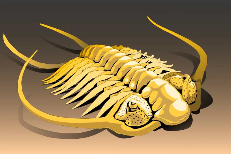 Russian Trilobite Fossil