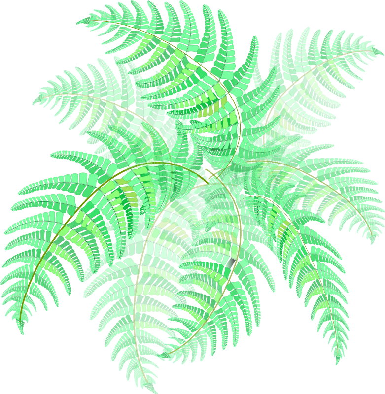 Garden Fern Plant