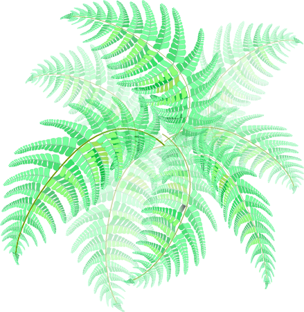 Garden Fern Plant