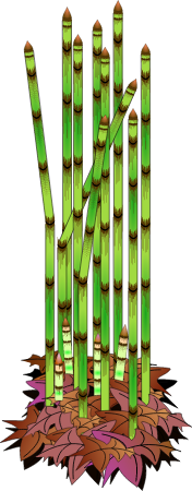 Ancient Horsetail Plant