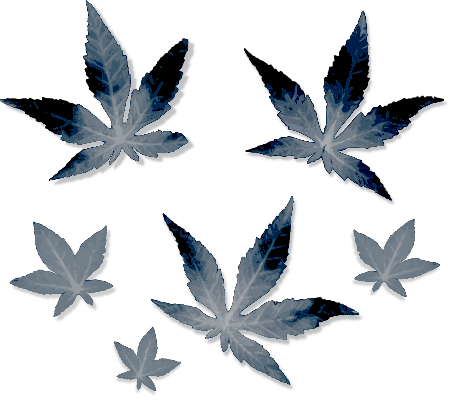 Gray Foliage