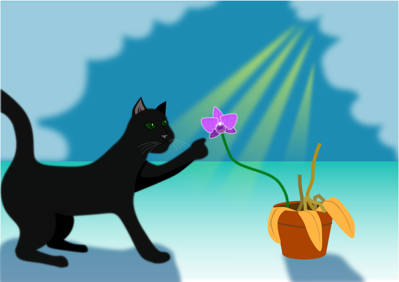 Black Cat Playing with Orchid