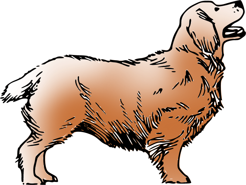 Brown Clumber Dog – Colored Drawing