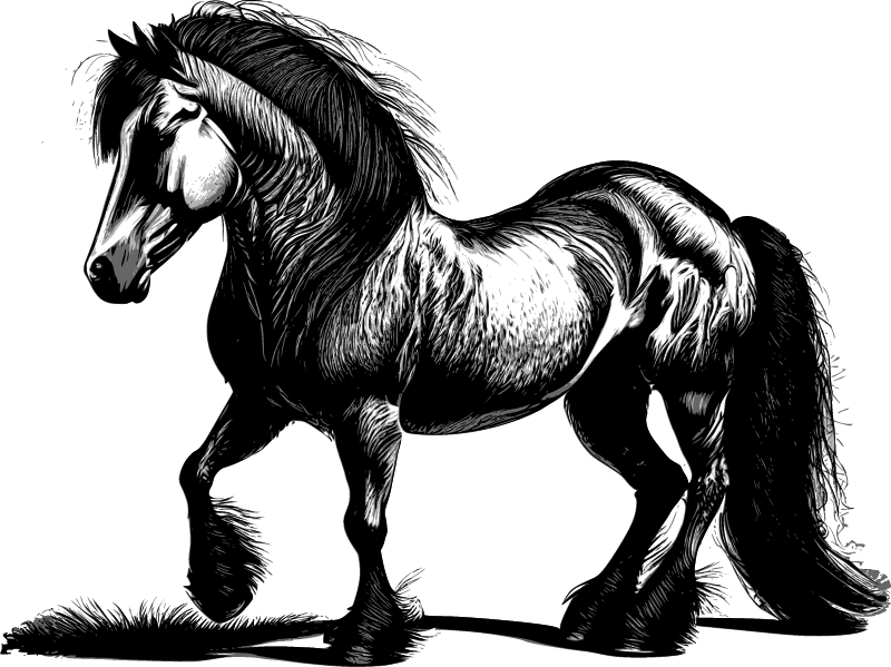 Pony