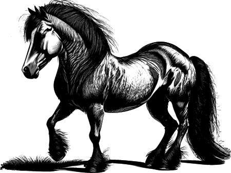Pony