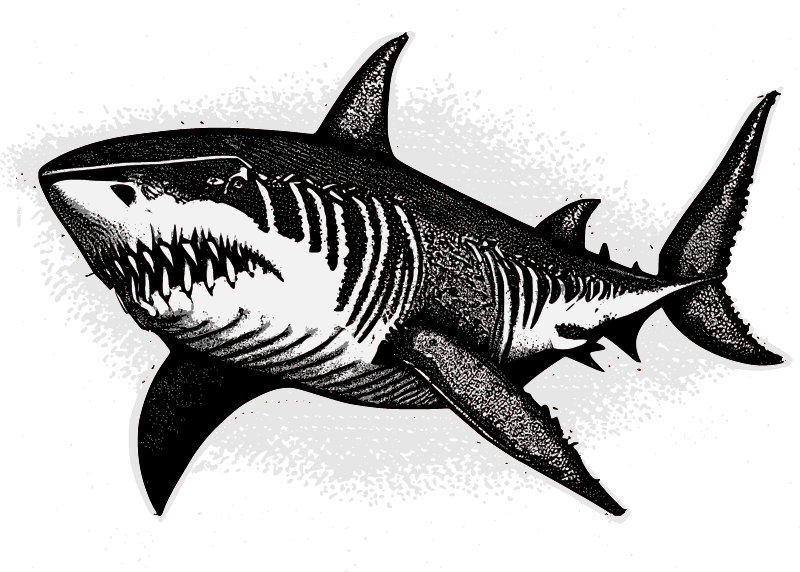 Shark