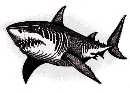Shark