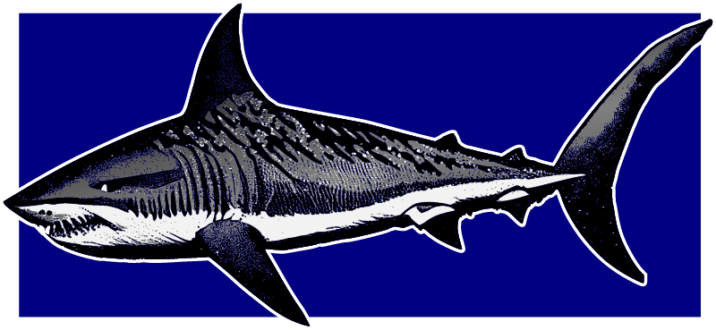 Shark