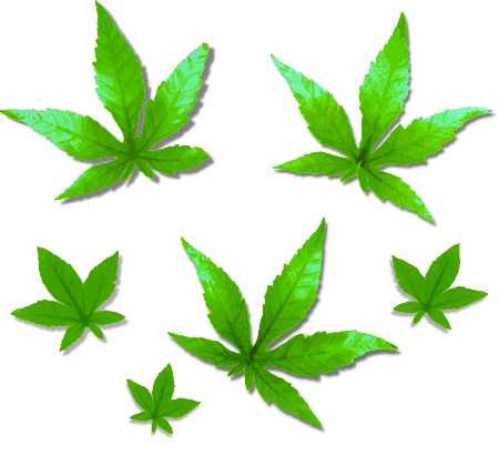 Green Foliage - Evergreen