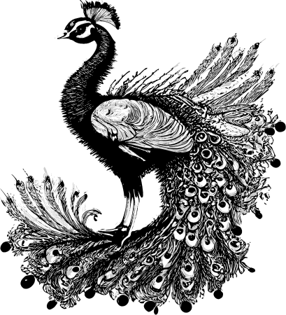 Peacock Bird