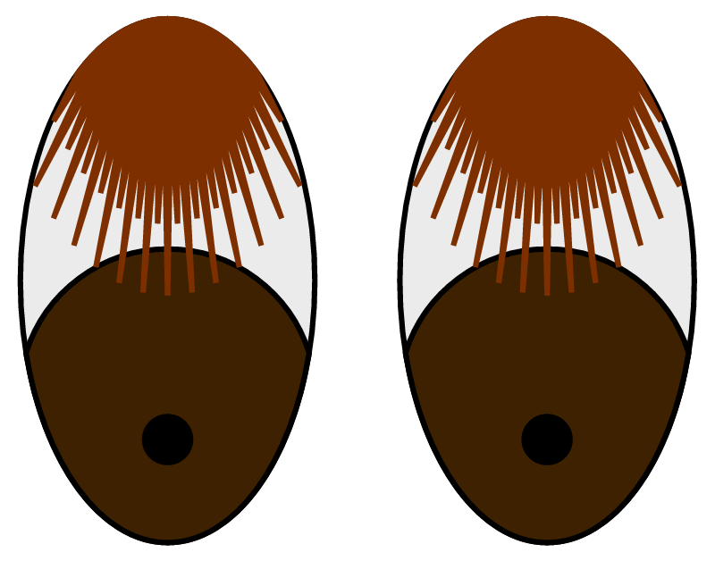 Bashful Eyes—Brown Lashes