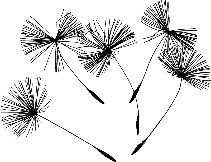 Dandelion Seeds (Pixabay Source)