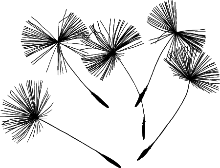 Dandelion Seeds (Pixabay Source)