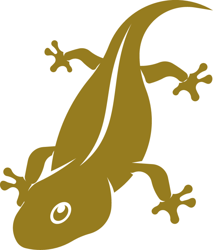 Lizard