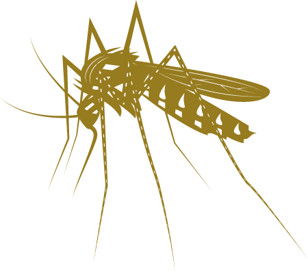 Mosquito - Vector Drawing
