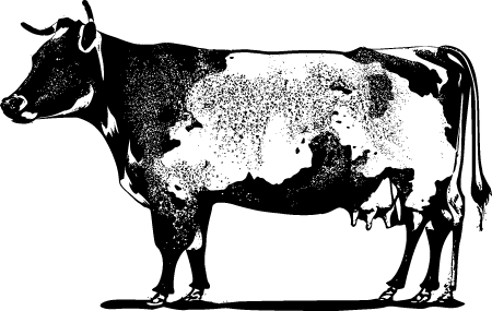 Pangea Holstein Cow