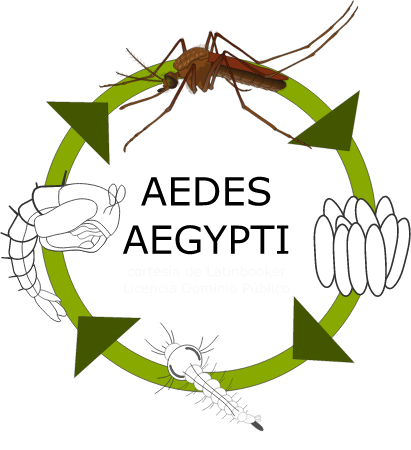Dengue Mosquito Life Cycle Diagram