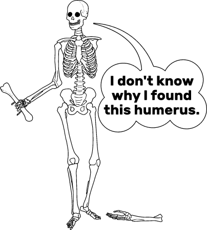 Humerus Bone Image – Pun