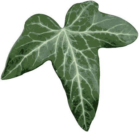 Ivy Leaf - Vector